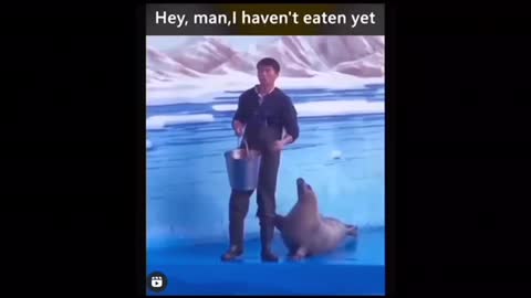 BEST CUTE SEAL ASKING FOR FOOD ADORABLE