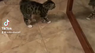 Cat sees himself for the first time at the mirror