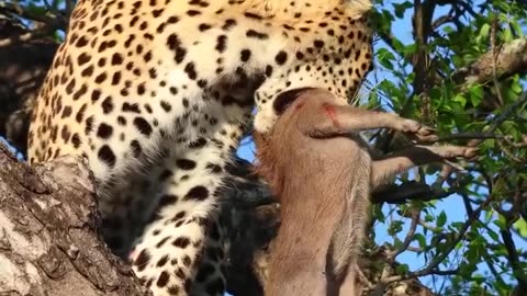 Leopard takes a live warthog to a tree to escape from Hyenas