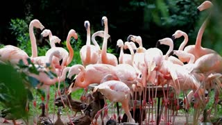 Pink flamingos congregate near the lake to celebrate