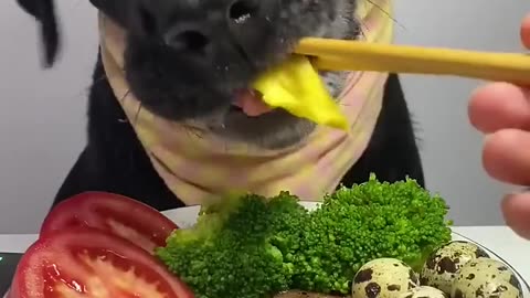 My labrador is Happy Enjoying Some Amazing Crunchy Food