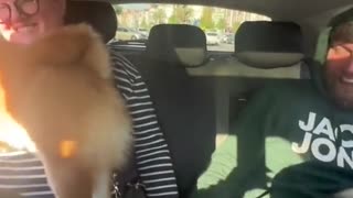 Groovy Doggo Vibes: Jamming Out in the Car!