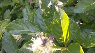 Sugar Shack Buttonbush