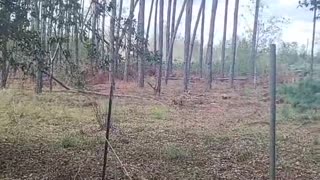 Harvesting Pine Trees in Florida