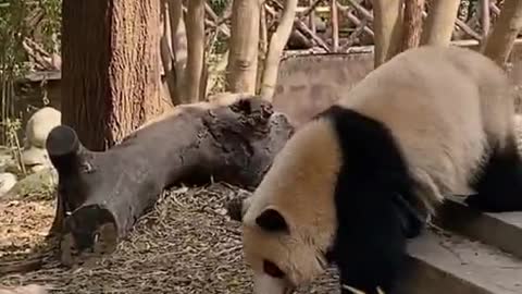 The daily life of giant pandas in China