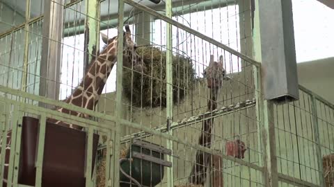 Giraffe eating from food basket tilt