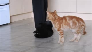 Broom Cat sweeping the floor.