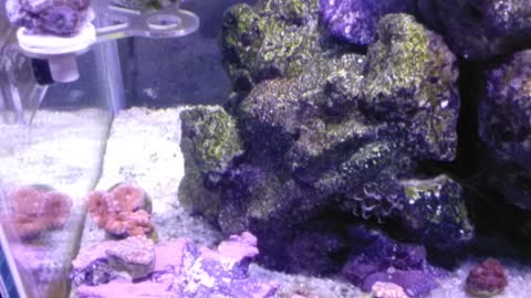 20 gallon saltwater tank