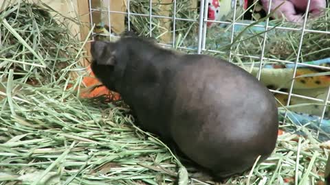 10 Facts About Skinny Pigs