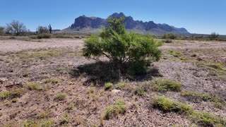 Stock B Roll 4k Arizona Desert a bush blowing in the wind and mounatin in the back ground.