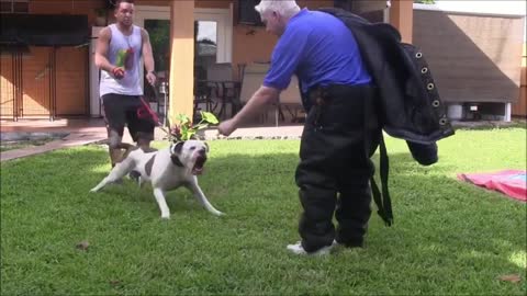 Learn How to Train Your Dog to Become Aggressive