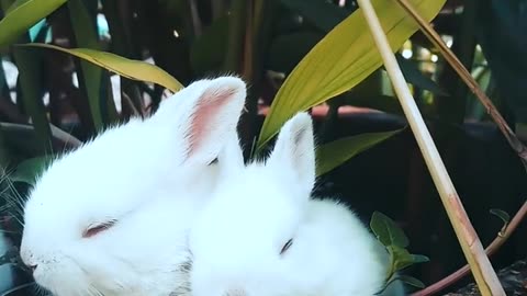 Watch Rabbits Munch on Fresh Grass!"