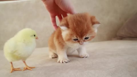 Kitten walk and playing with babby chicken