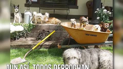 Adoptó a 10 perros ancianos que nadie quería para darles un hogar con amor