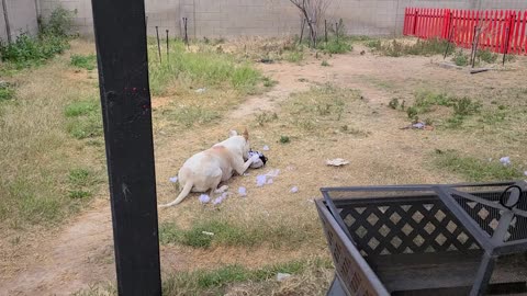 Star Destroying a new toy from PetsMart