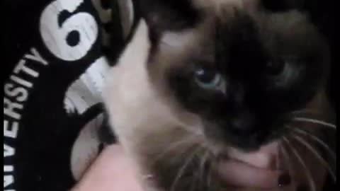 Funny Cat Video- Scary Siamese Cat