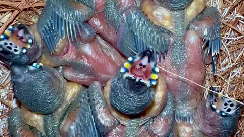 baby gouldian finches