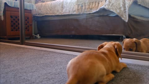 Hidden camera shows what this dog does while home alone