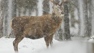 Winter Wildlife Captured By Scottish Photographer