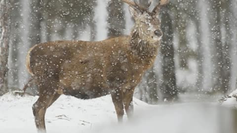 Winter Wildlife Captured By Scottish Photographer