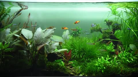 FISH TANK AQUARIUM | Relaxing and Soothing