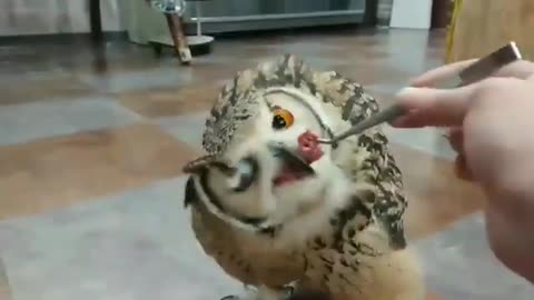 OMG SO CUTE OWL EATING FOOD || BEST FUNNY VIDEO