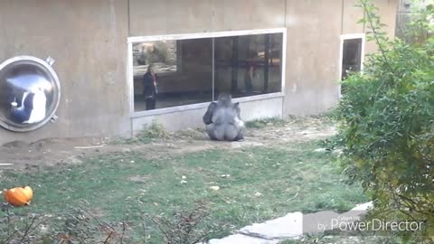 Gorilla Leaps At Window 3 Times He Just Can't Resist Scaring Zoo Visitors Loves to Make Them Scream
