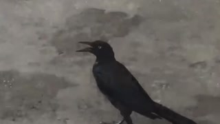 Crazy Bird Hops Around With One Foot