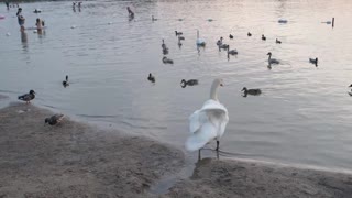 Swan on the lake