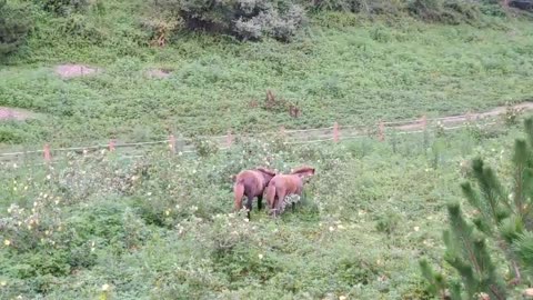 Tow cute horses running at Songak Mountain in Korsa Jeju Island