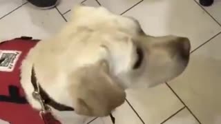 Guide dog gets to make their own toy