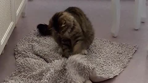 When a cat thinks it finally caught a rat (MUST WATCH)