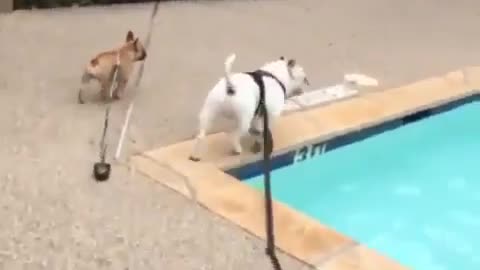 Dog By The Pool Fail