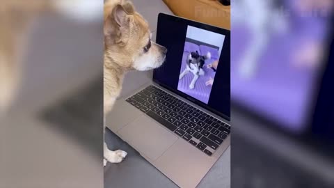 Best Cute And Funny Animal Videos 2022 😇 - Funniest Dogs And Cats Videos 🤣🥰