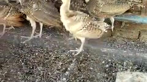 Peacock Chicks Sound | Peachicks Sound
