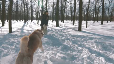 Siberian husky dogs running to their owner in snow forest, slow motion