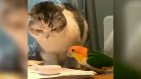 Cats comedy scenes video
