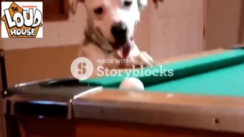 Dog pulls off an unbelievable billiard rail shot