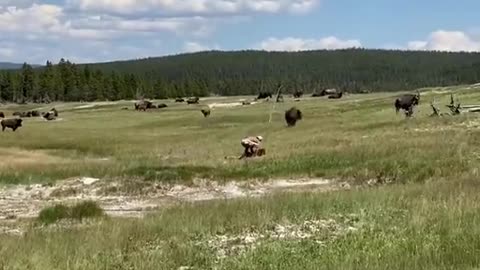 Girl trips while running from a bison in Yellowstone