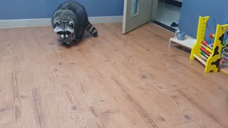 Raccoon was surprised to see the robot vacuum cleaner approaching