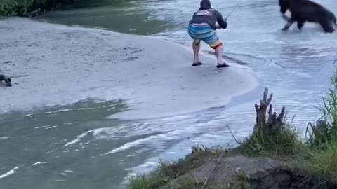 Brown Bear Snatches Sockeye Salmon From Fisherman