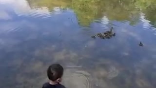 Toddler feeding ducks on the lake
