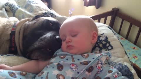 Dog Snores Lulliby For Baby
