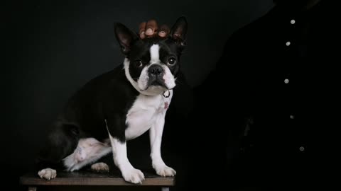 Brain Training for Dogs - Unique Dog Training Course