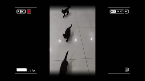 5 little black cats who just ran are so cute