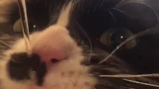 Black and white cat licks water out of dripping kitchen faucet