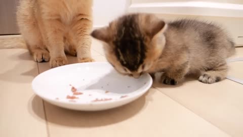 I'm jealous of mom eating delicious food