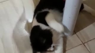 playful cat 2