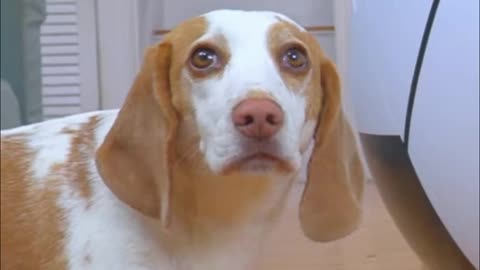 Puppy vs GIANT Soccer Ball: Cute Puppy Dog Indie Gets Soccer Ball Surprise!