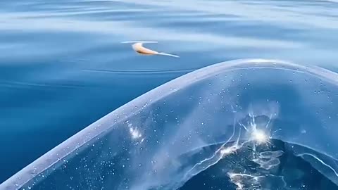 Transparent Kayak Hits Different In Deep Water..